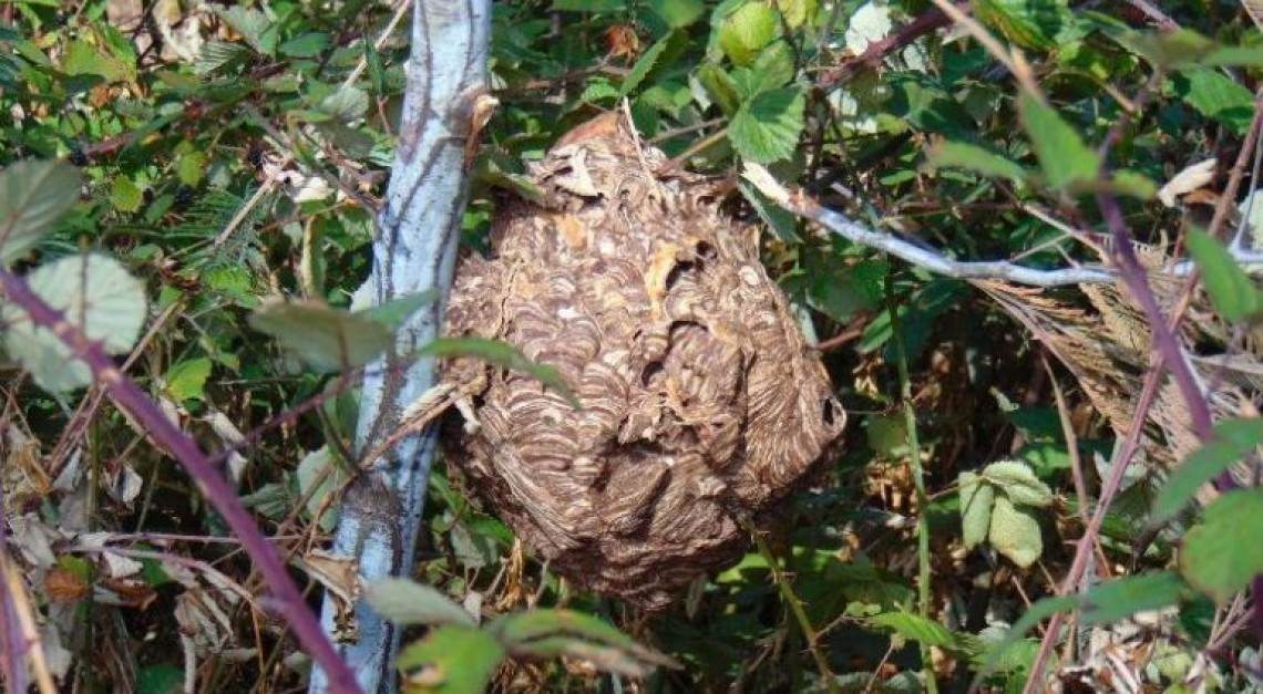 Avistou um ninho de vespas ‘asiáticas’? Saiba como proceder